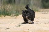 LHASSA APSO 028